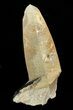 Smoky Quartz Crystal with Black Tourmaline (Schorl) - Namibia #69190-1